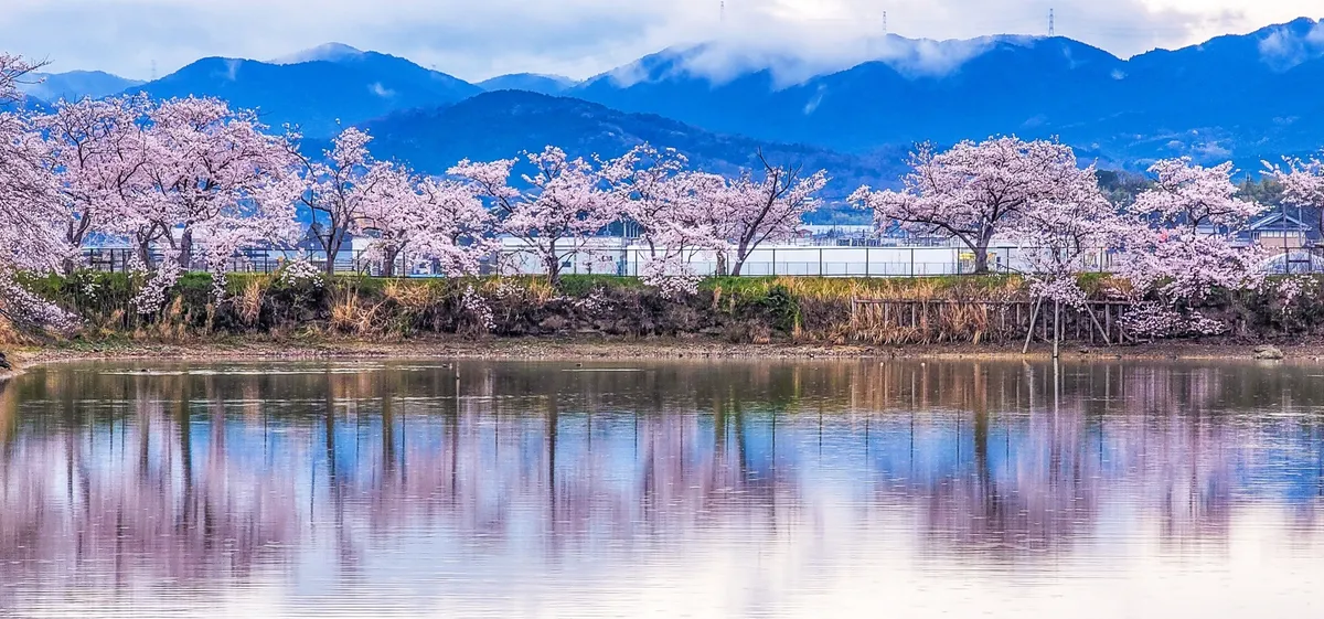 川辺の桜並木と山