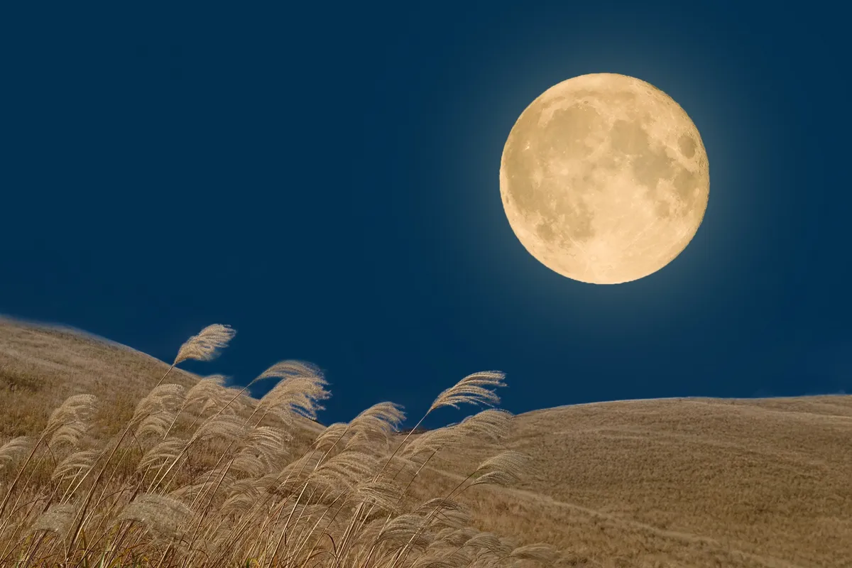 丘の上の中秋の名月とススキ