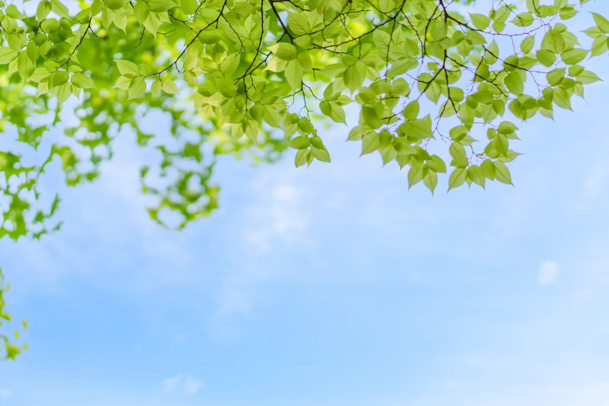 新緑の葉と青空