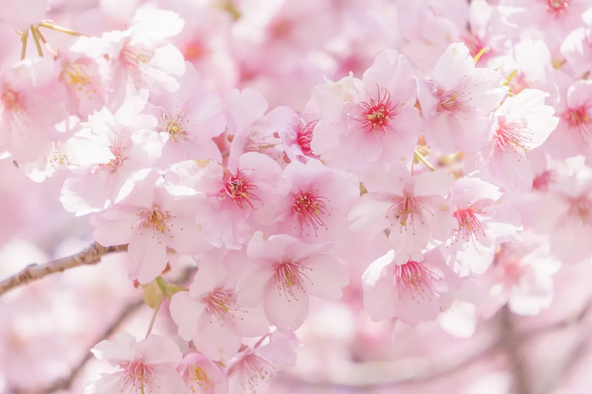 桜の花のクローズアップ