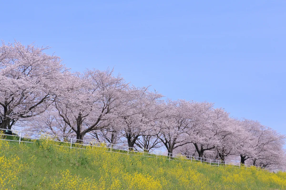 桜並木と菜の花