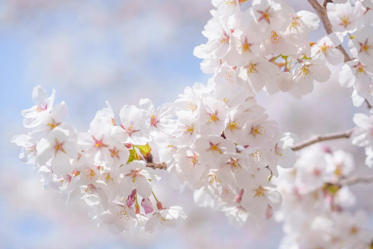白い桜の花のクローズアップ