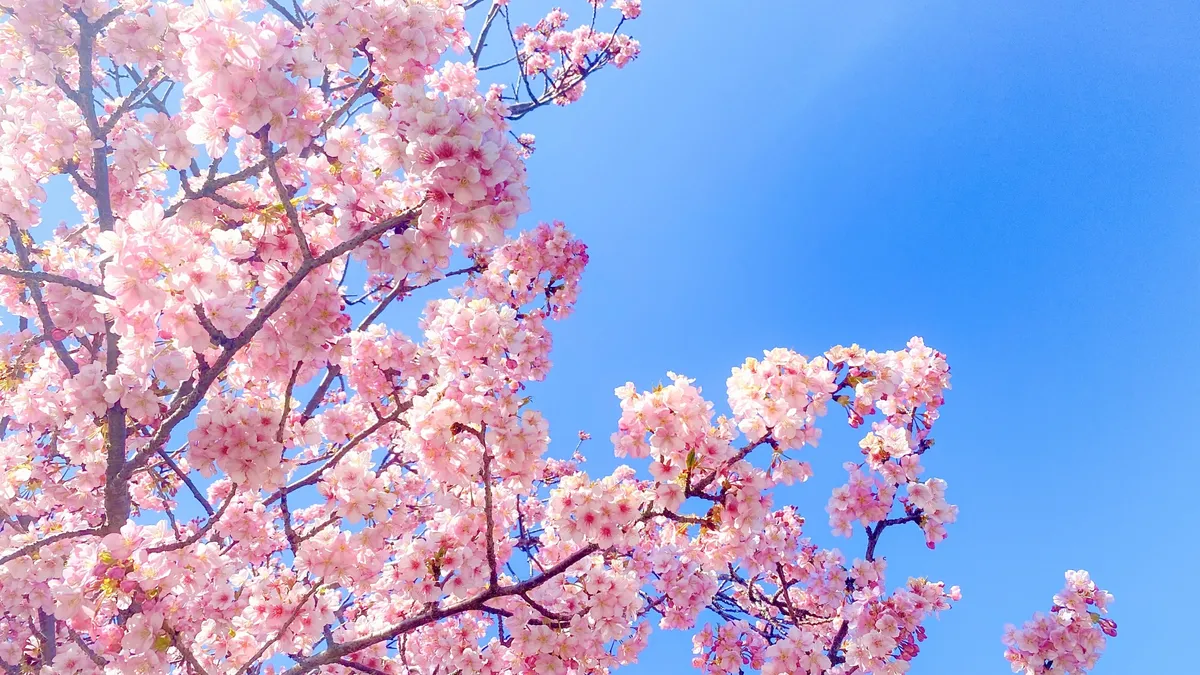 青空と満開の桜