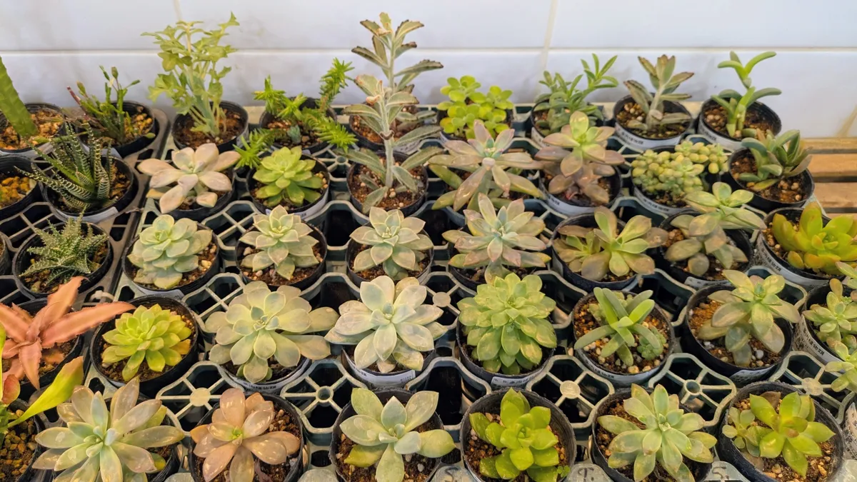 並んだ多肉植物の苗ポット