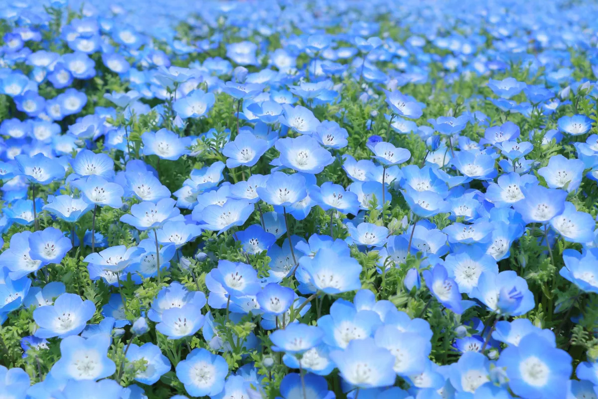 ネモフィラの青い花畑