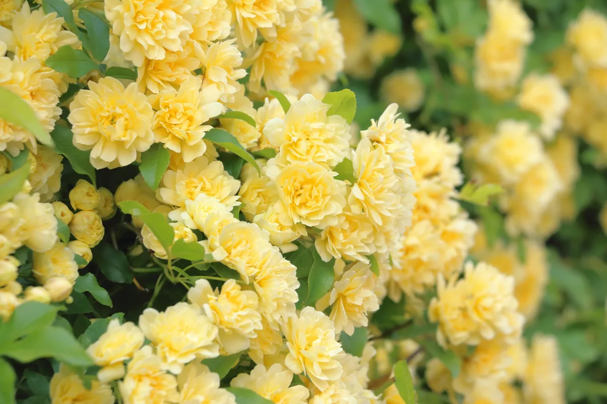 黄色いモッコウバラの花壁
