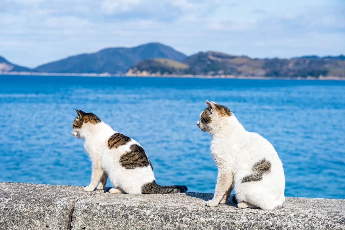 海辺に並ぶ二匹のキジ白猫