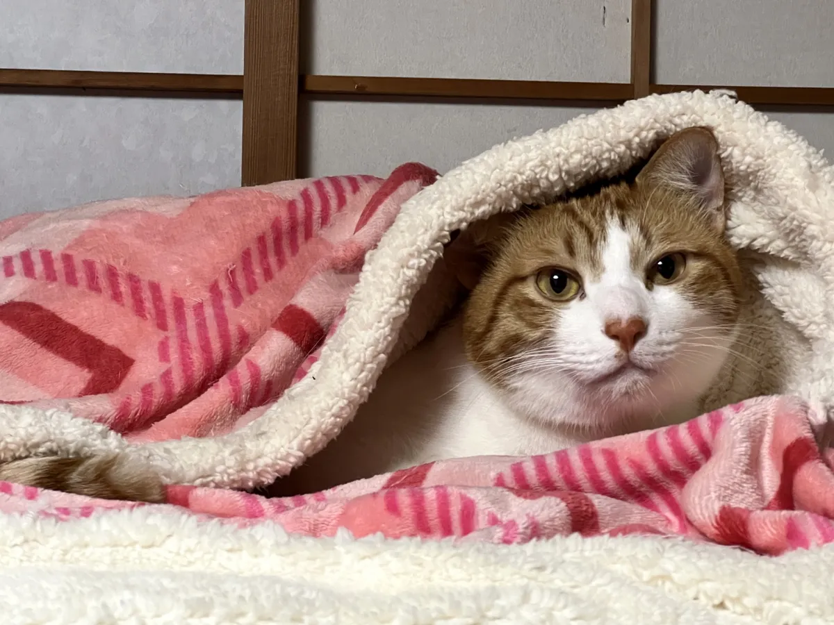 毛布にくるまる猫