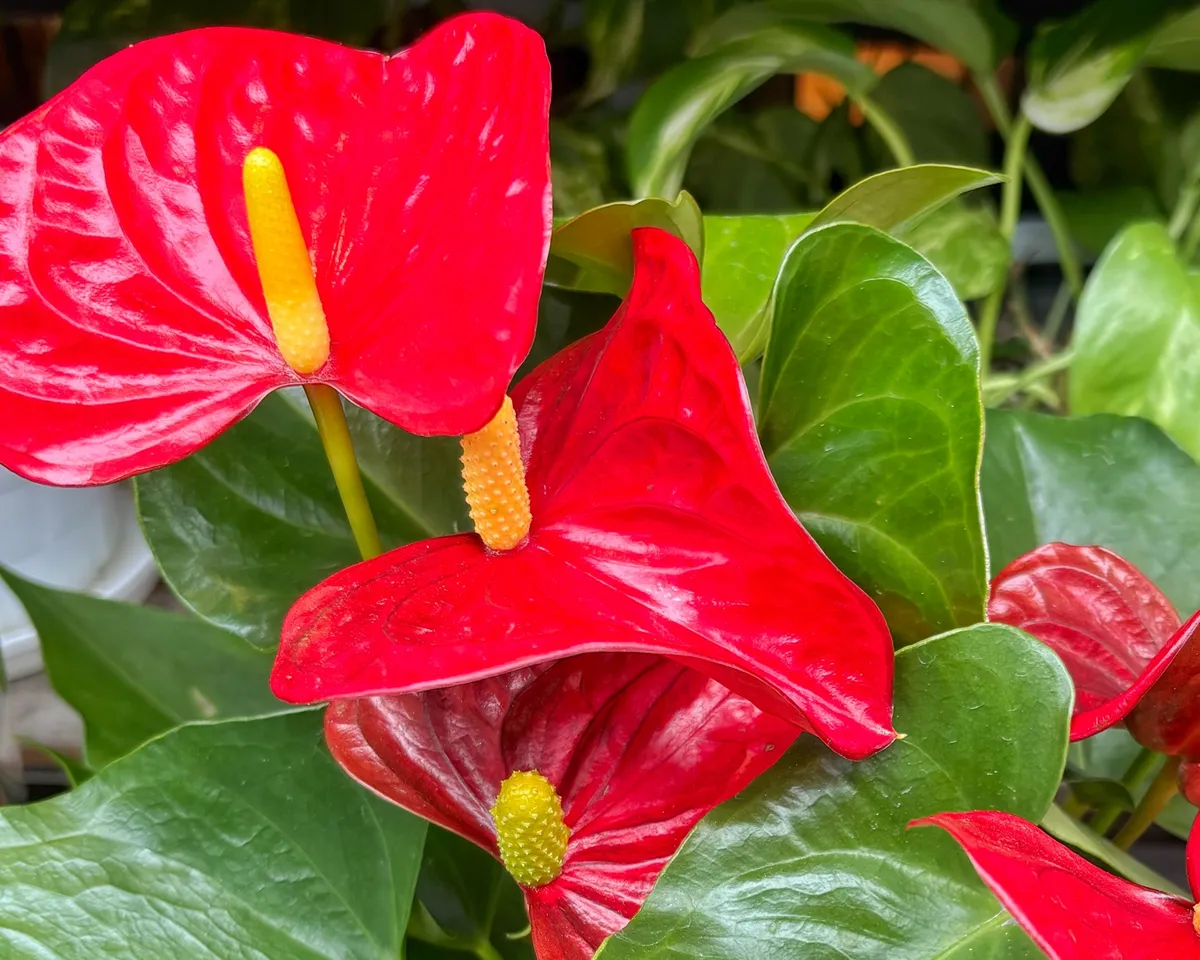 赤いアンスリウムの花と葉