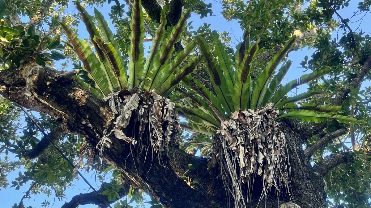 樹上に着生するシダ植物