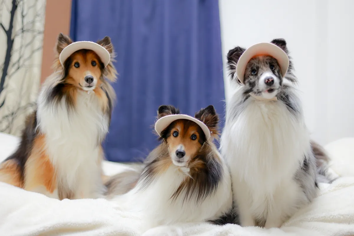 帽子をかぶった3匹のシェルティ