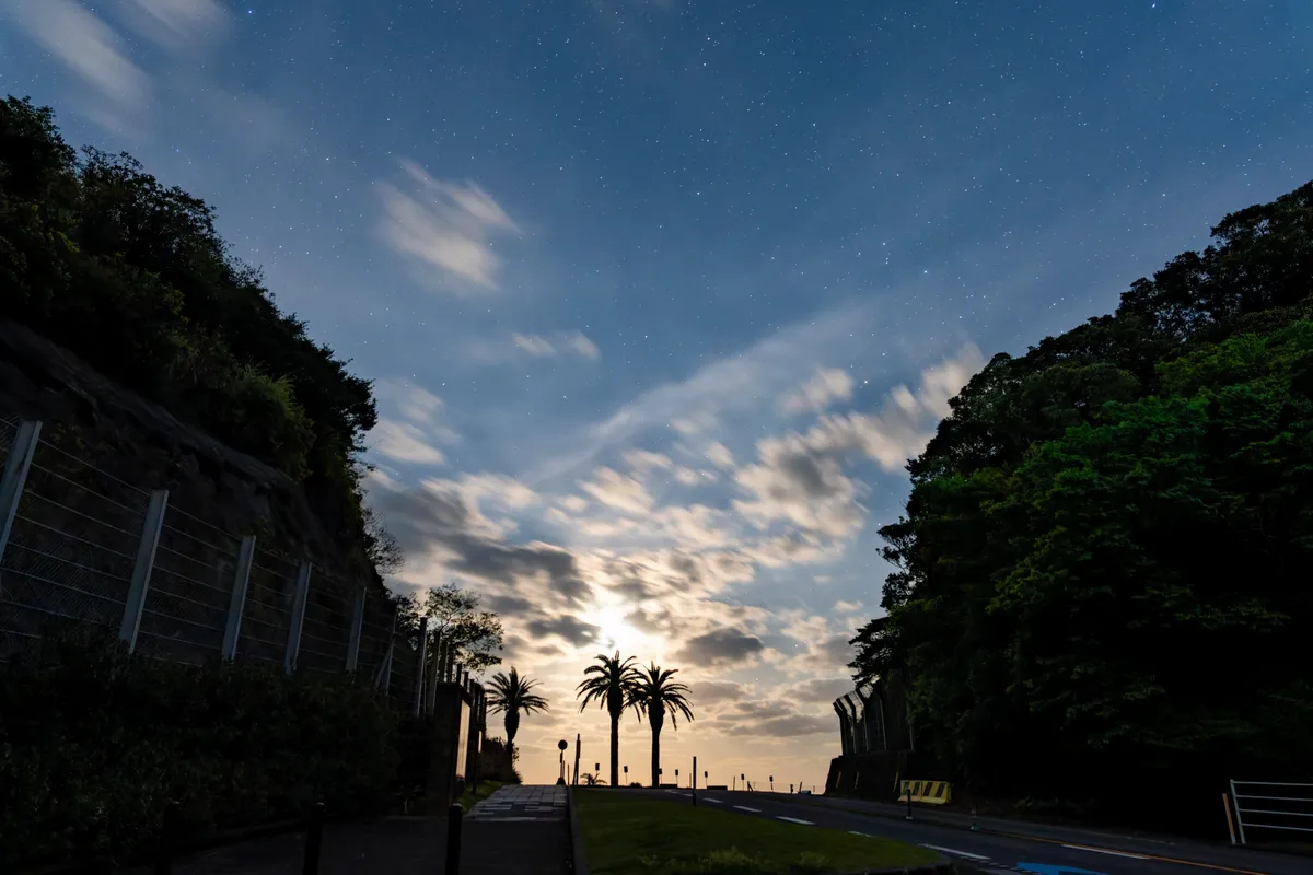 ヤシの木と星空の道