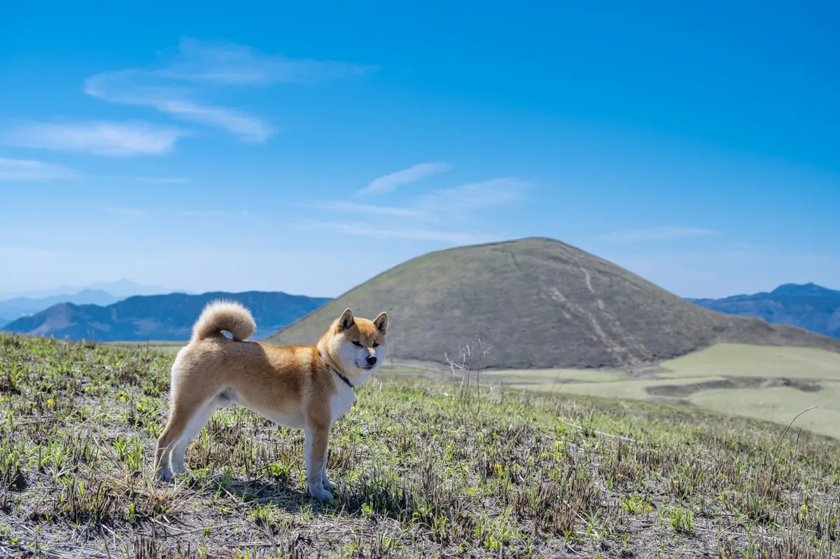 草原に立つ柴犬と阿蘇の山
