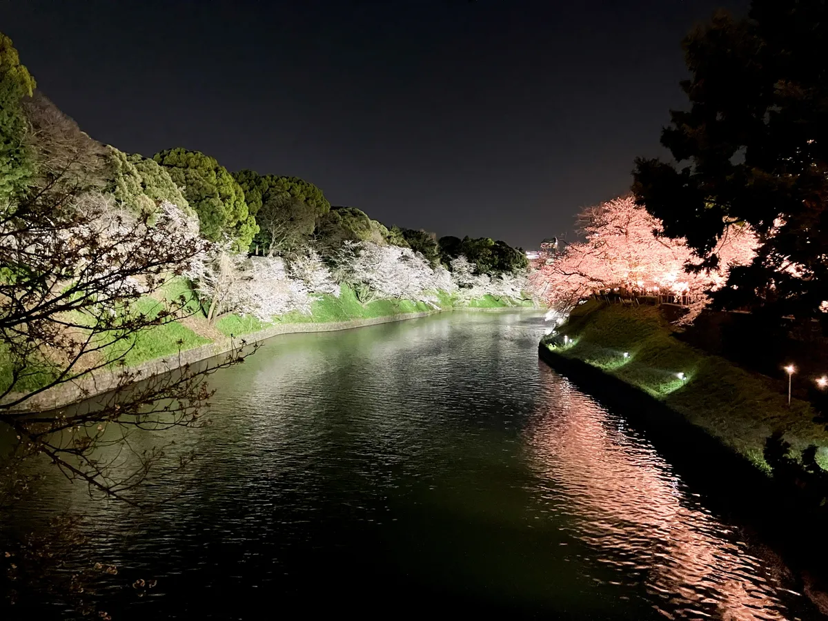 千鳥ヶ淵の夜桜ライトアップ