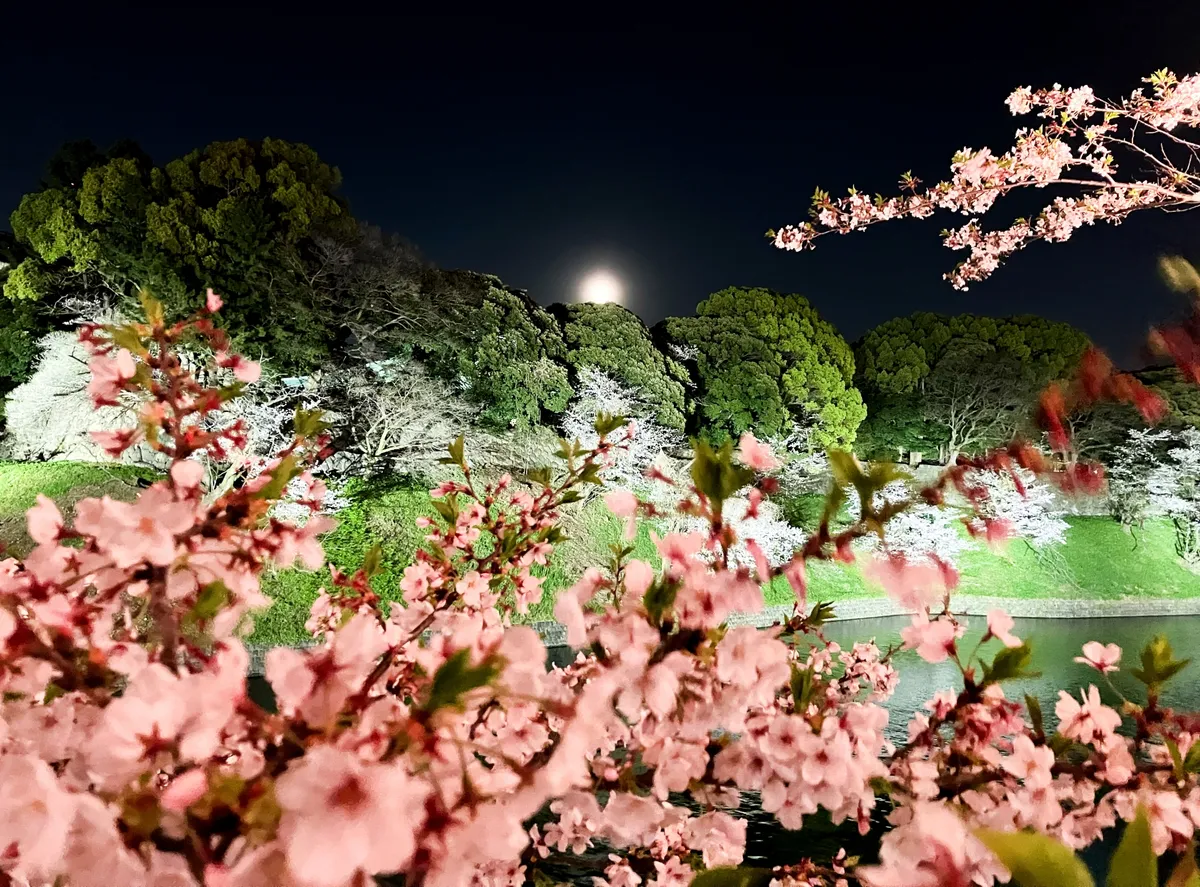 満月と夜桜のライトアップ