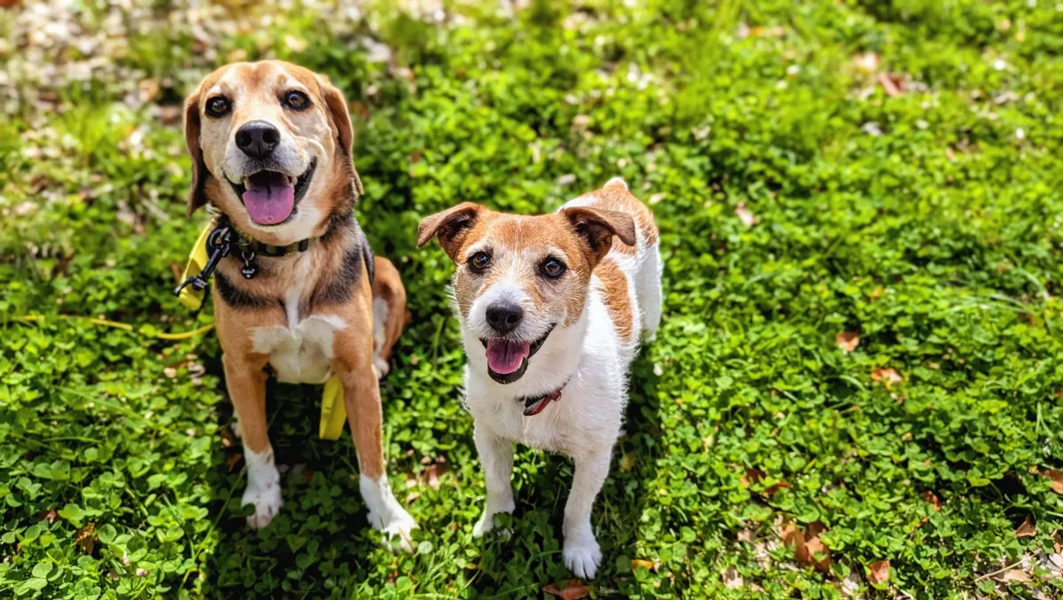 草原で笑顔の犬2匹