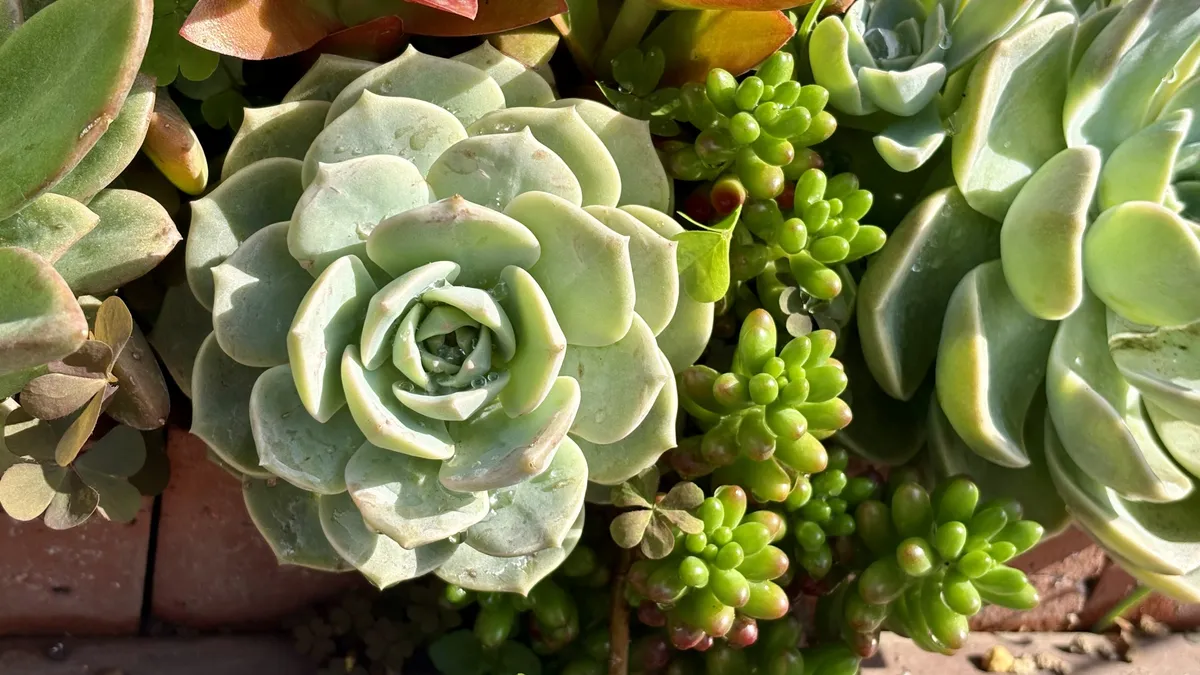 エケベリア多肉植物のクローズアップ