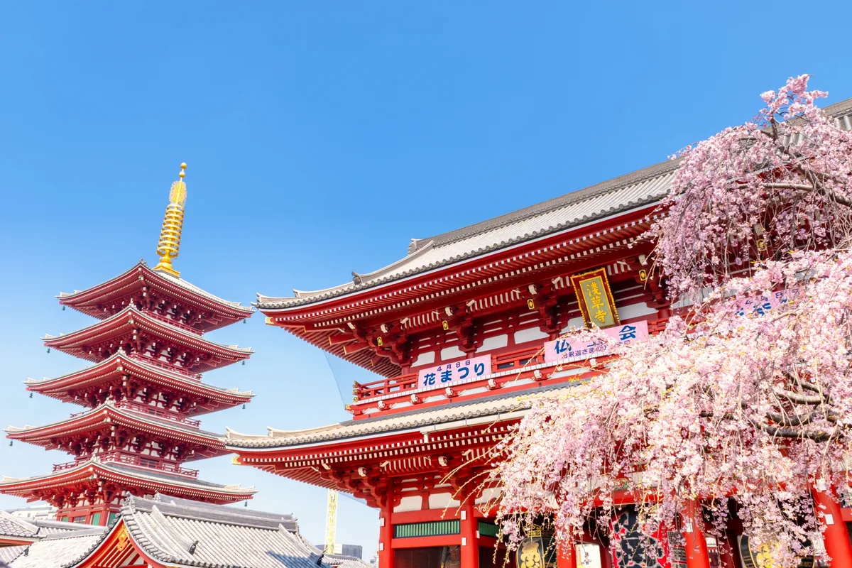 浅草寺の五重塔と桜
