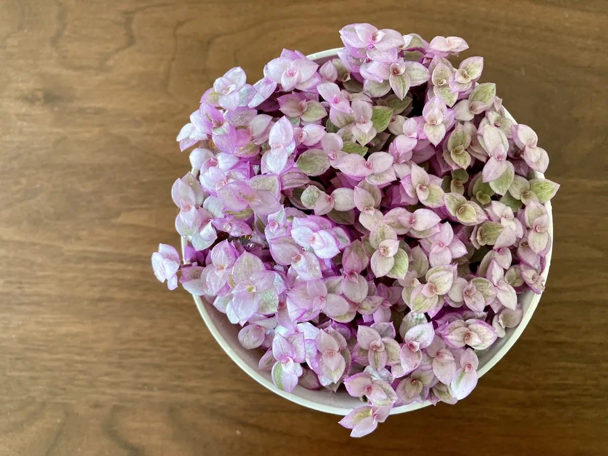 ピンクの多肉植物の葉