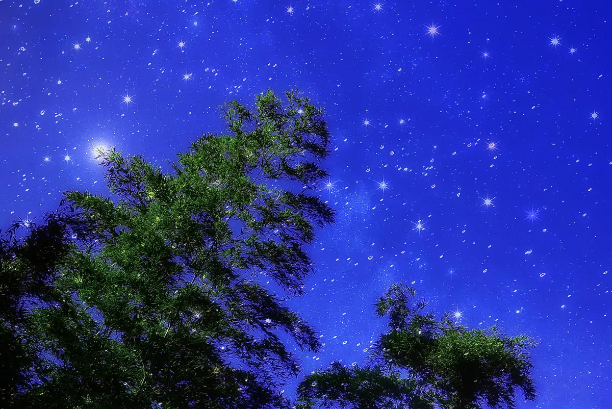 木のシルエットと青い星空