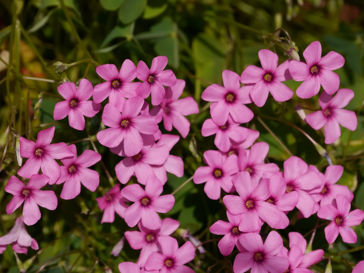 ピンクのオキザリスの花