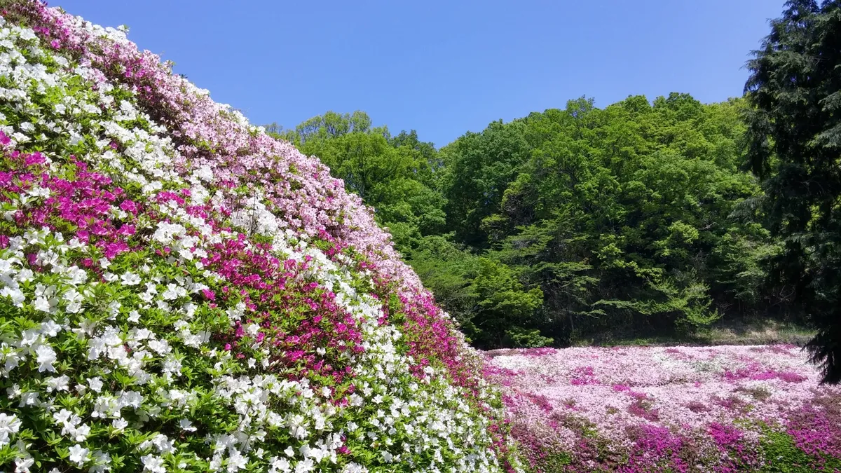 つつじの花壇と新緑