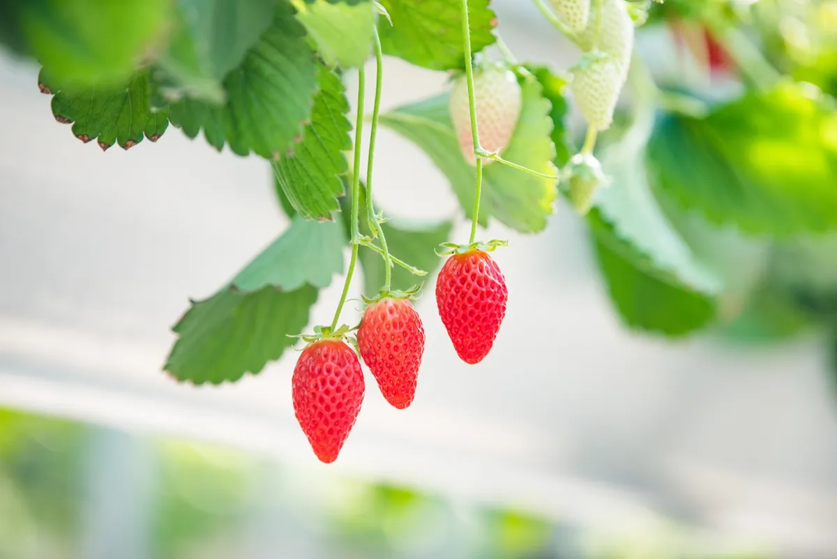 ハウス栽培のイチゴ