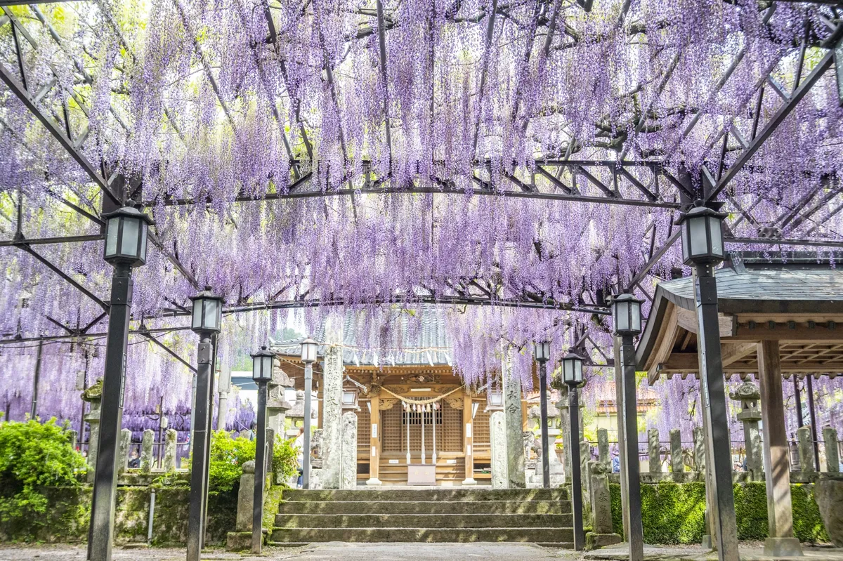 神社の藤の花トンネル