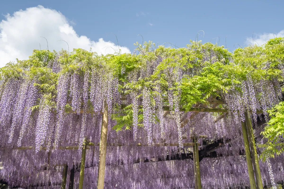 青空と紫の藤棚