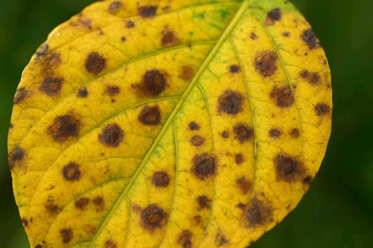 観葉植物の種類別育て方を示す、水やり・置き場所・増やし方の実践的なガイド写真。