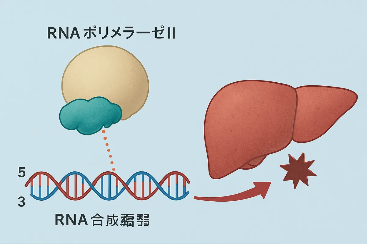 RNAポリメラーゼII RNA合成 転写 真核生物 酵素 アマトキシン阻害 肝毒性 肝障害 遺伝子発現 mRNA合成 毒性機序