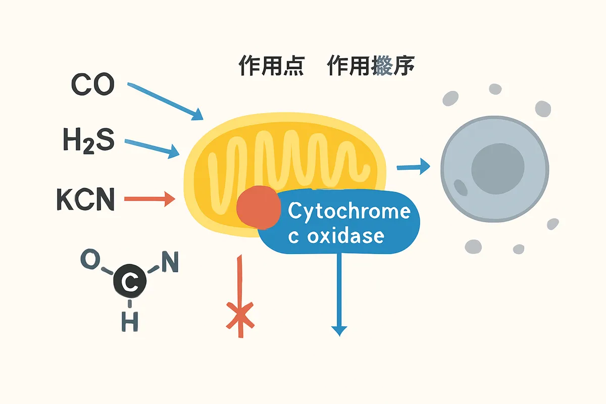 CO H2S 青酸カリ KCN HCN 作用点 作用機序 細胞呼吸 ミトコンドリア チトクロムc酸化酵素 シアン化物 毒性 致死機構