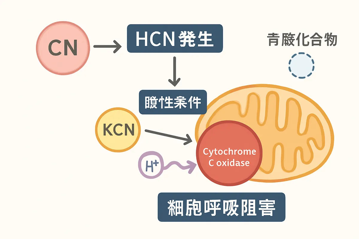 HCN発生 酸性条件 青酸化合物 KCN 細胞呼吸阻害 ミトコンドリア チトクロムc酸化酵素 シアン中毒 急性毒性 化学反応 プロトン