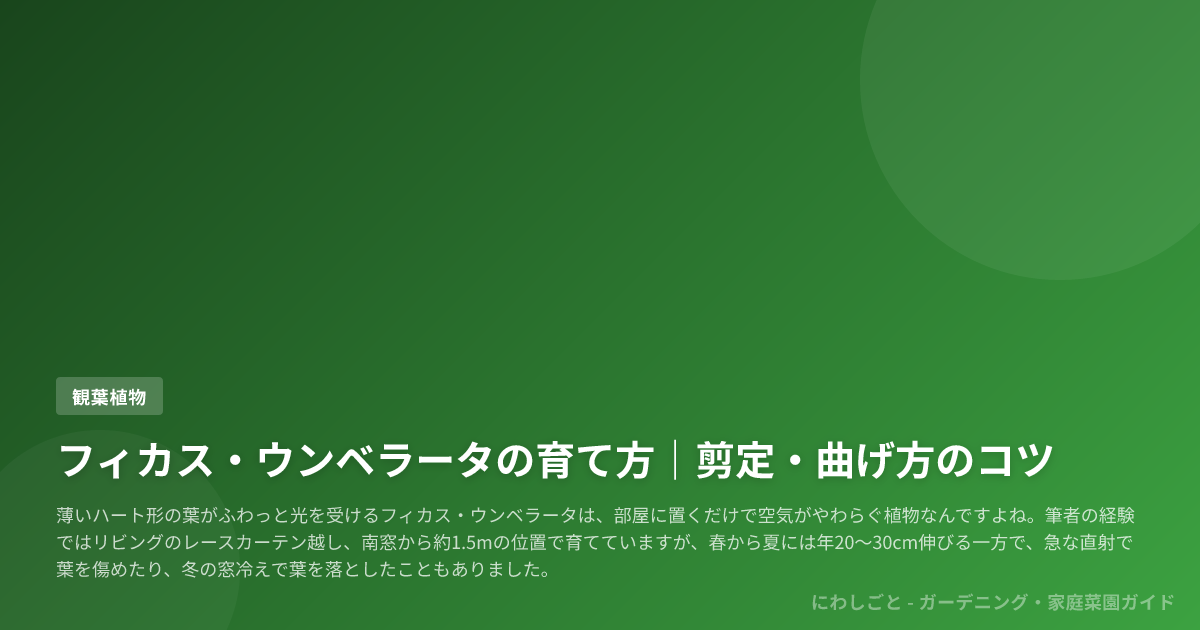 フィカス・ウンベラータの育て方|剪定・曲げ方のコツ